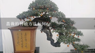 蔷薇的种植方法如何?