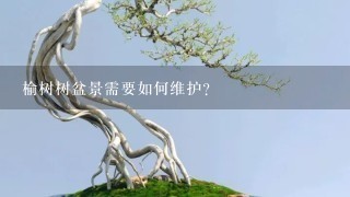 榆树树盆景需要如何维护?