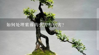 如何处理紫藤的虫害和病害?