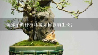 金弹子的种植环境如何影响生长?