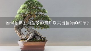 如何拍摄室内盆景的照片以突出植物的细节?