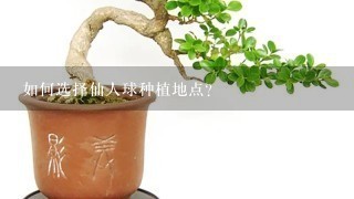 如何选择仙人球种植地点?