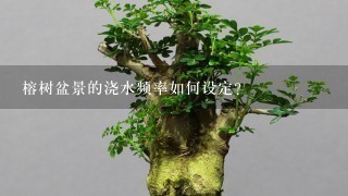 榕树盆景的浇水频率如何设定?