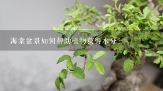 海棠盆景如何帮助植物获得水分?