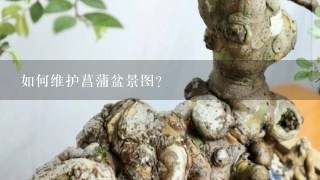 如何维护菖蒲盆景图?