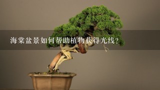 海棠盆景如何帮助植物获得光线?