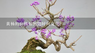 黄杨的价格如何随时间变化?