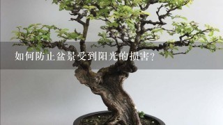 如何防止盆景受到阳光的损害?