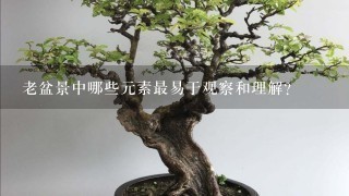 老盆景中哪些元素最易于观察和理解?