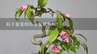 枯干盆景的历史发展如何?