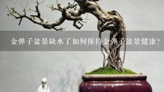 金弹子盆景缺水了如何保持金弹子盆景健康?